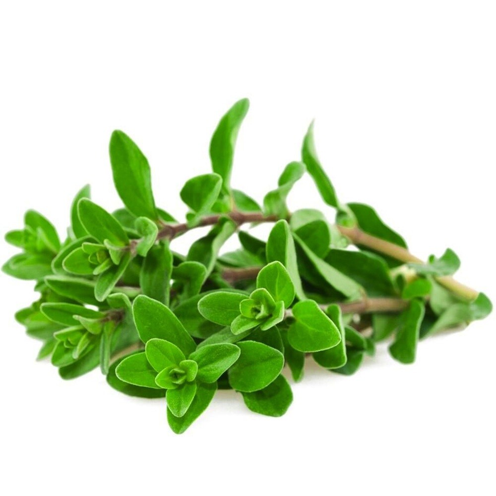 Marjoram Seeds 1000+ Herb Perrenial Sweet Spice USA Seller NON-GMO FREE SHIPPING