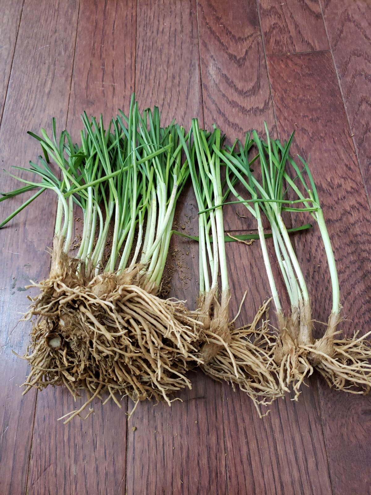 30 Live Garlic Chive Leek Plant Bare Root 韭菜根 Healthy Delicious Vegetable