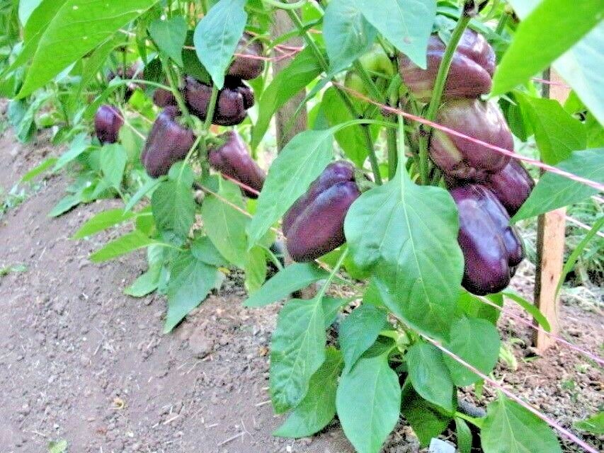 101+PURPLE Beauty Sweet BELL PEPPER Seed Organic Vegetable Garden Container Easy