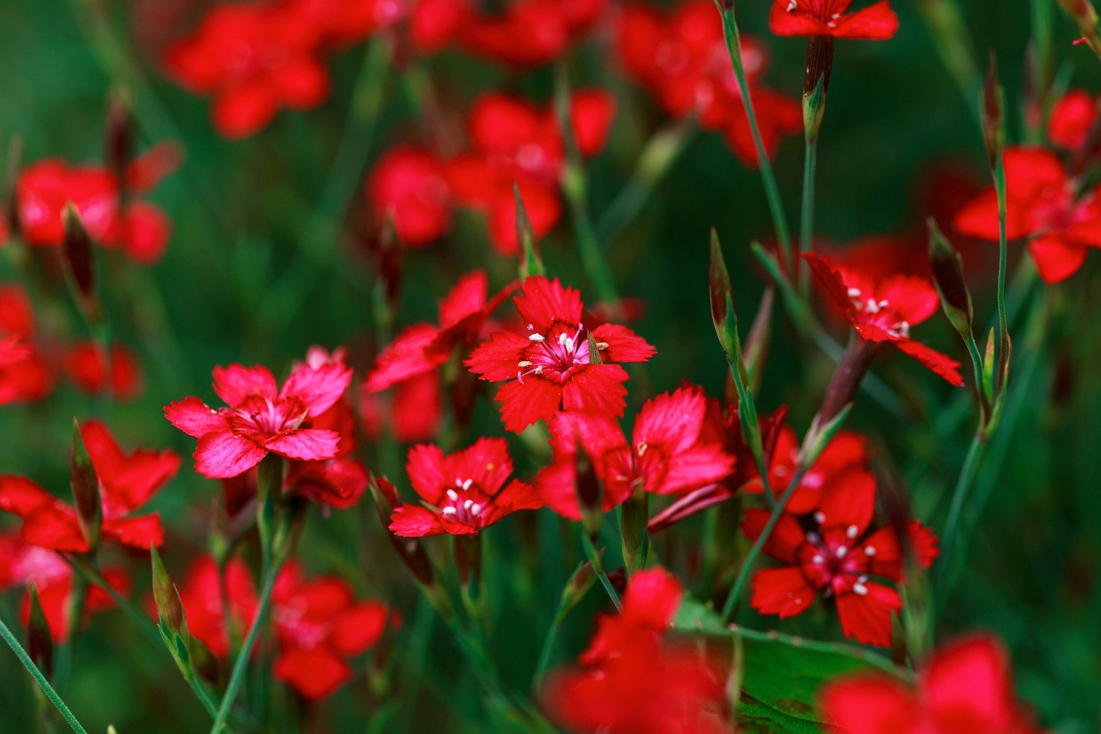 100 RED CARDINAL DIANTHUS Caryophyllaceae Flower Seeds *Flat S/H