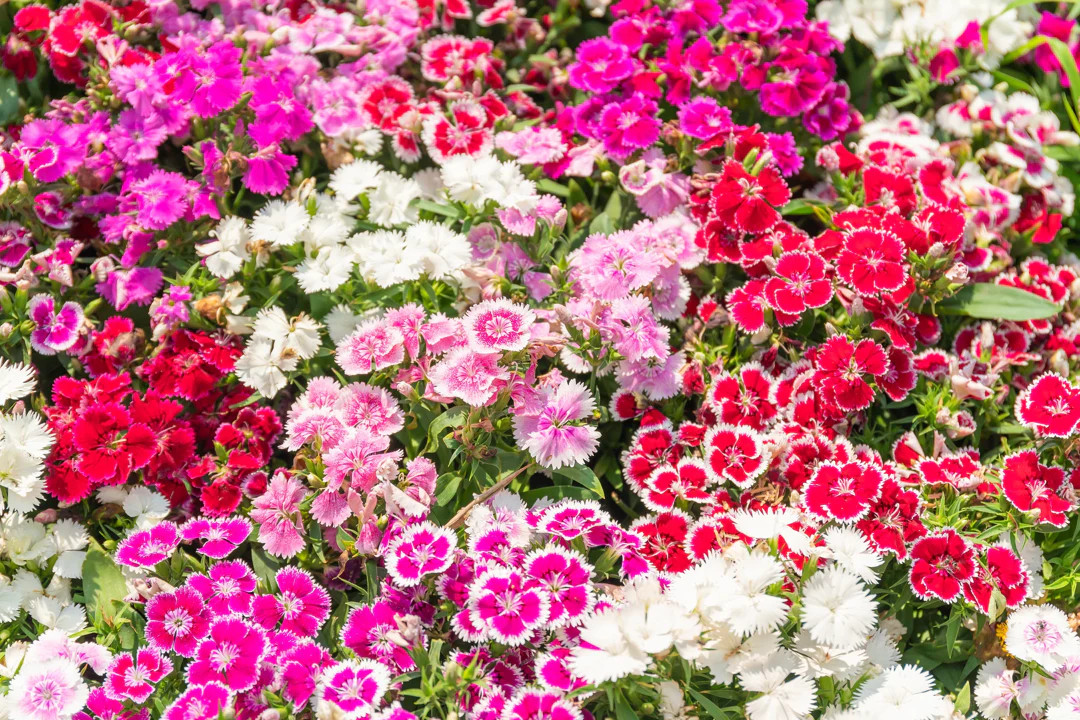 Sweet William Mix Seeds | Dianthus Barbatus Red Pink Carnation Flower Seed 2024