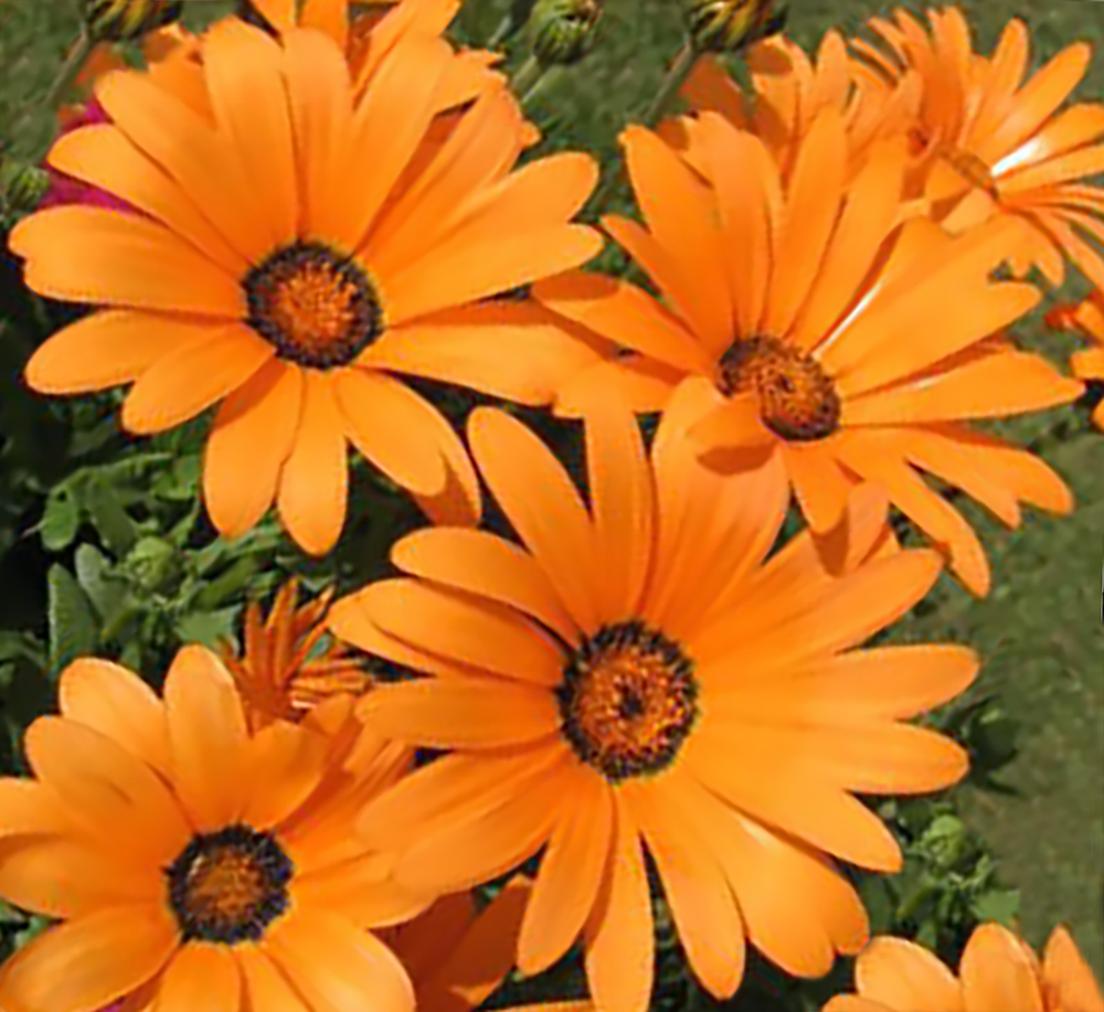 African Daisy Seeds BULK Heirloom Wildflower Osteospermum Cape Marigold Heat Sun
