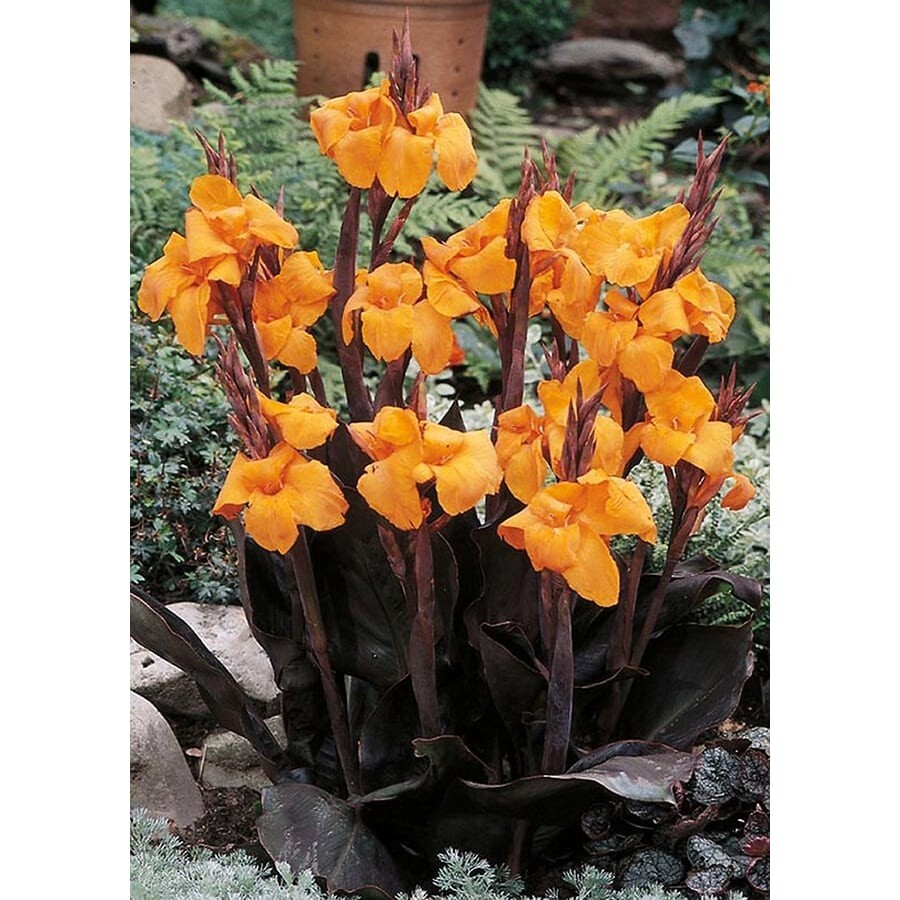 Canna Lily Orange WYOMING 1 Live Flower Plant Bulb Tall Purple Burgundy Leaves