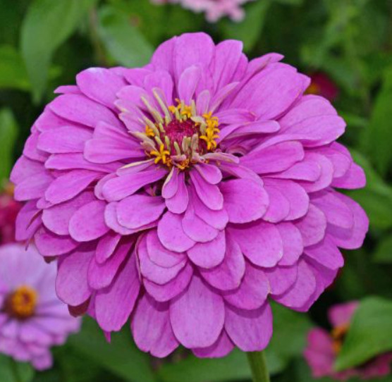 Zinnia elegans LAVENDER Cut Flowers Double Butterflies Hummingbirds 200 Seeds!