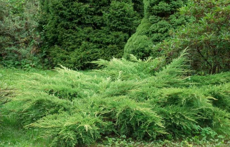 10 Seeds Creeping Juniper Juniperus horizontali, US Native Evergreen Shrub