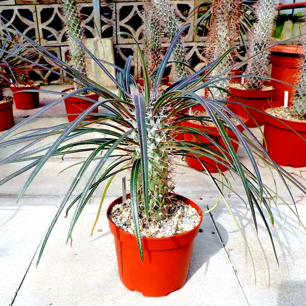 RARE (Pachypodium geayi) MADAGASCAR PALM TREE SEEDS Succulent Cacti Cactus Plant