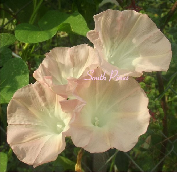 Fun Morning Glory Mix – 25 seeds – purpurea, peach, milky way, pink, purple