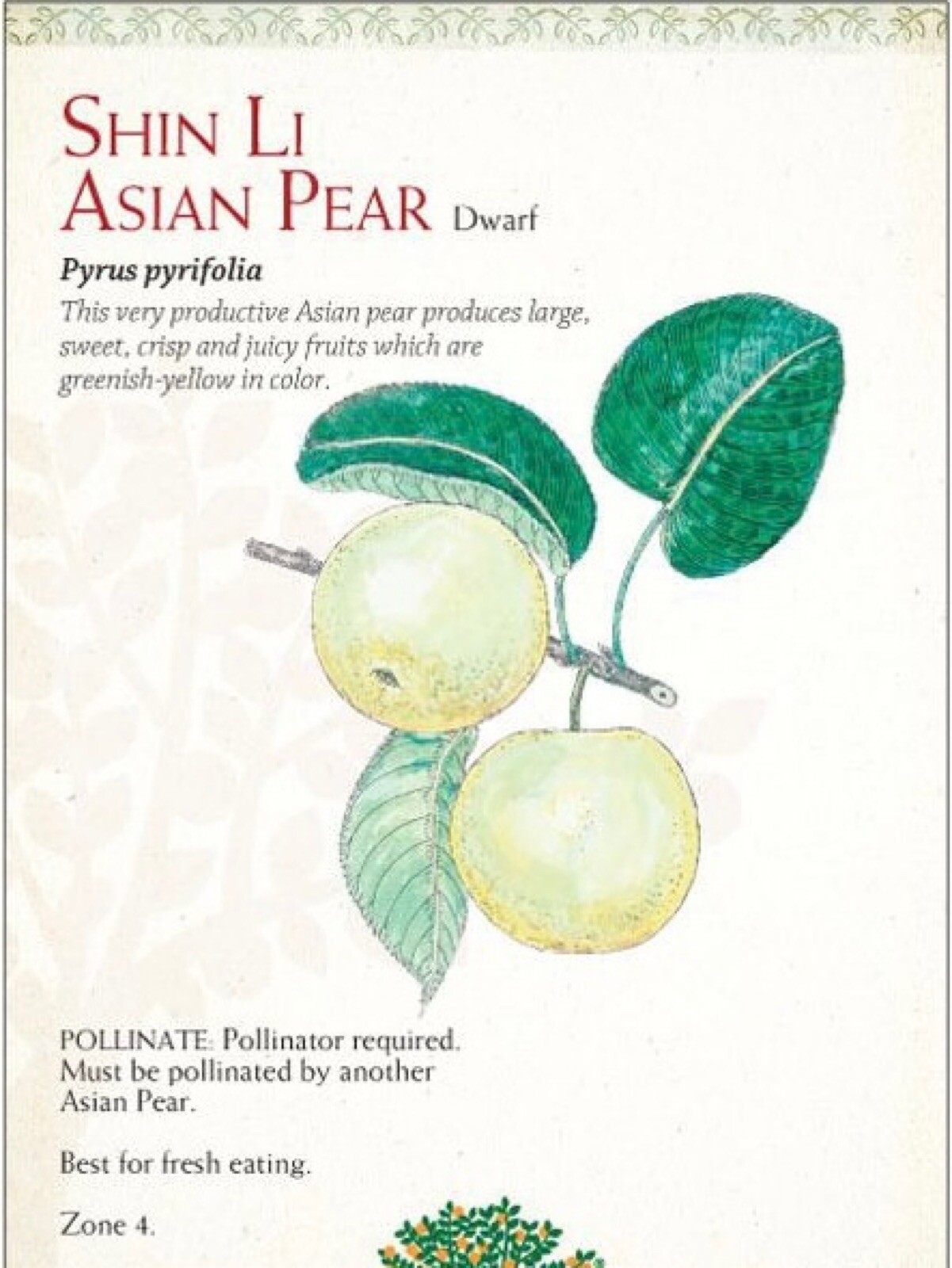 2-3 ft tall Shin Li Asian hybrid pear tree, grafted plant 2 year old