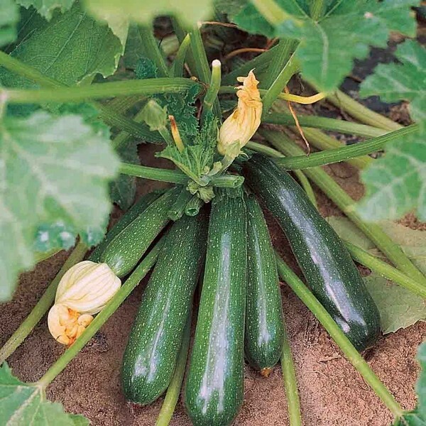 Zucchini Squash Seeds Black Beauty 15 Organic seeds Non-GMO heirloom vegetable