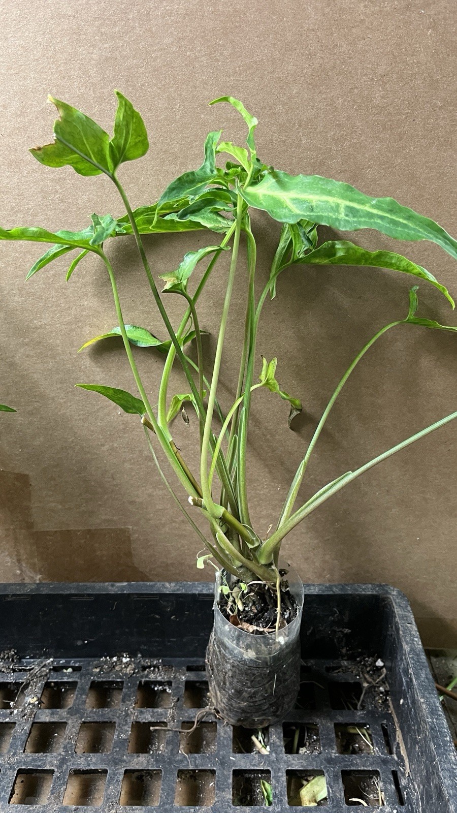 Syngonium Podophyllum Variegated deep cut arrow head plant.