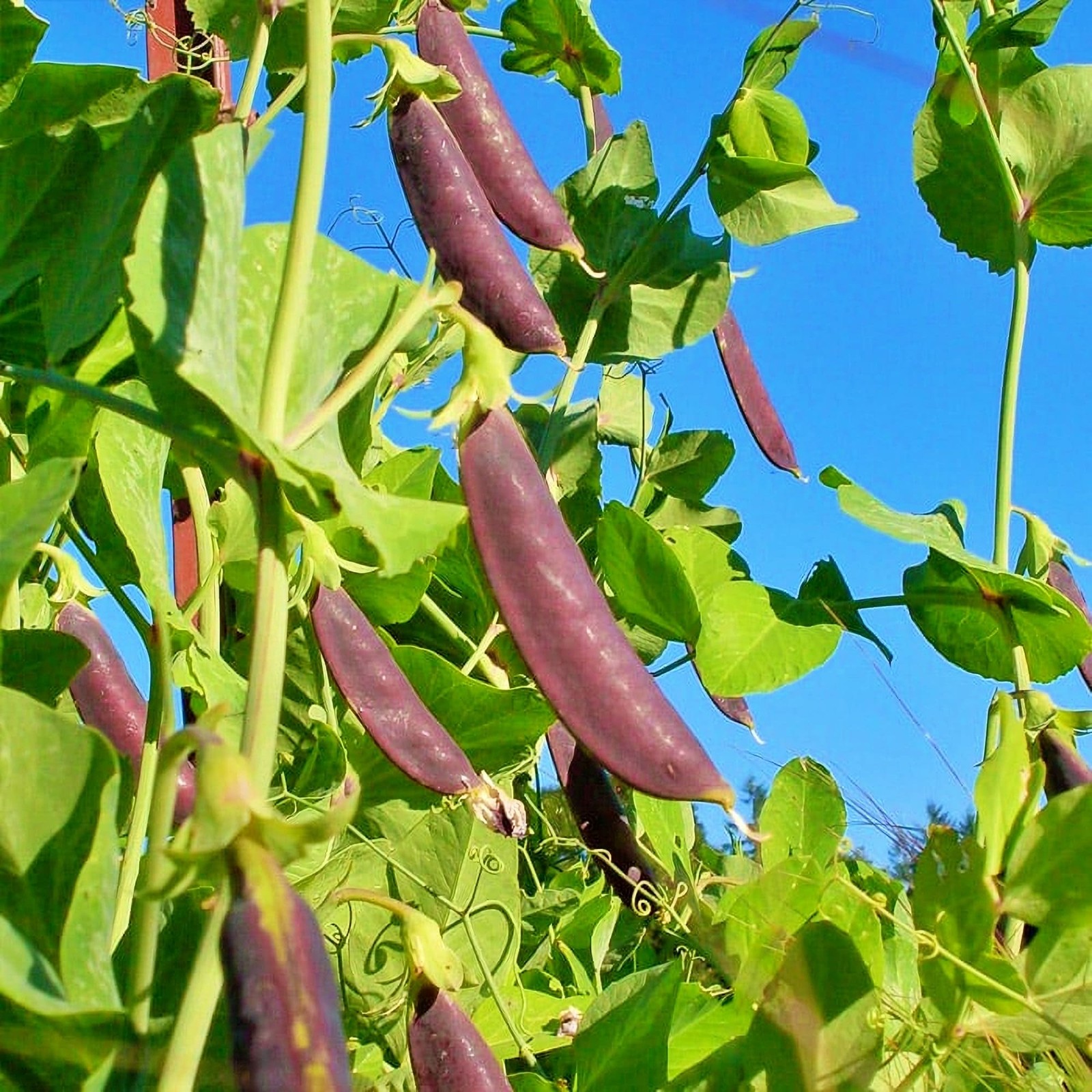 Purple Magnolia, Snap Peas