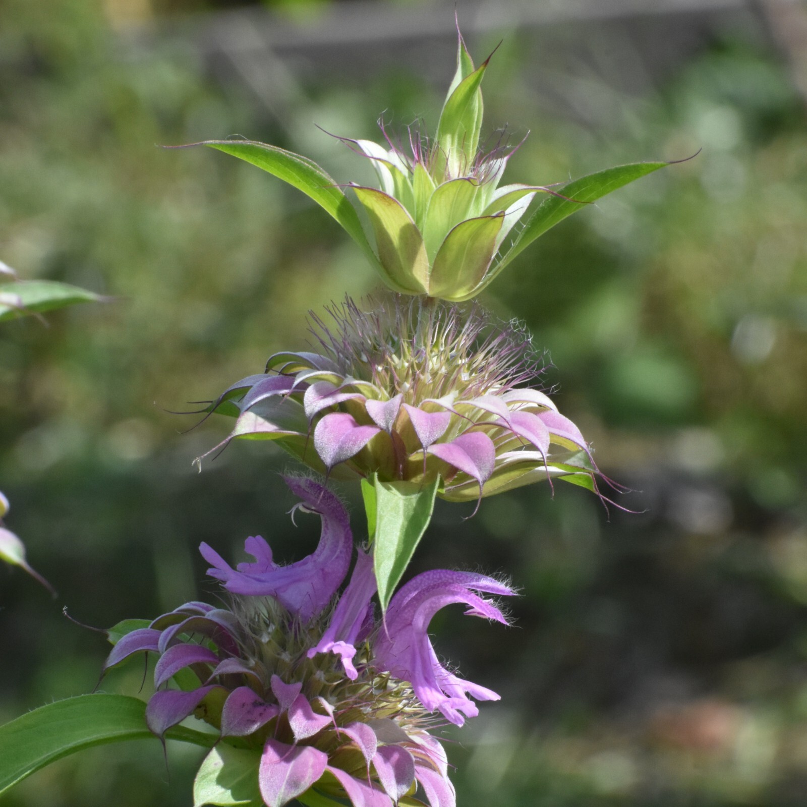 Lemon Mint Seeds, Herbal Tea Plant, Monarda Citriodora, Non-GMO, Free Shipping