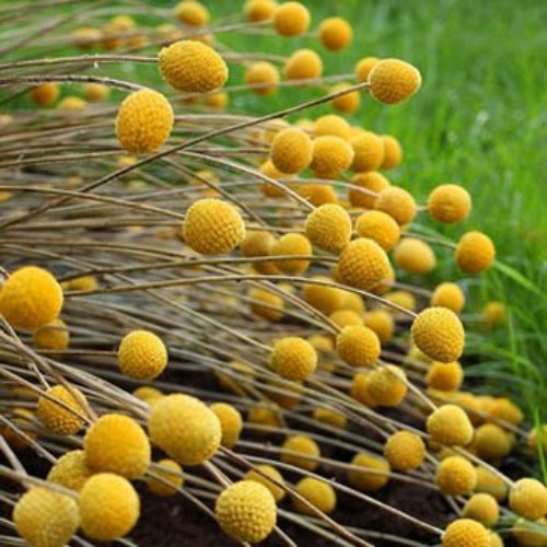1000 Seeds Yellow Craspedia Globosa Billy Buttons Seeds For Planting Outdoors