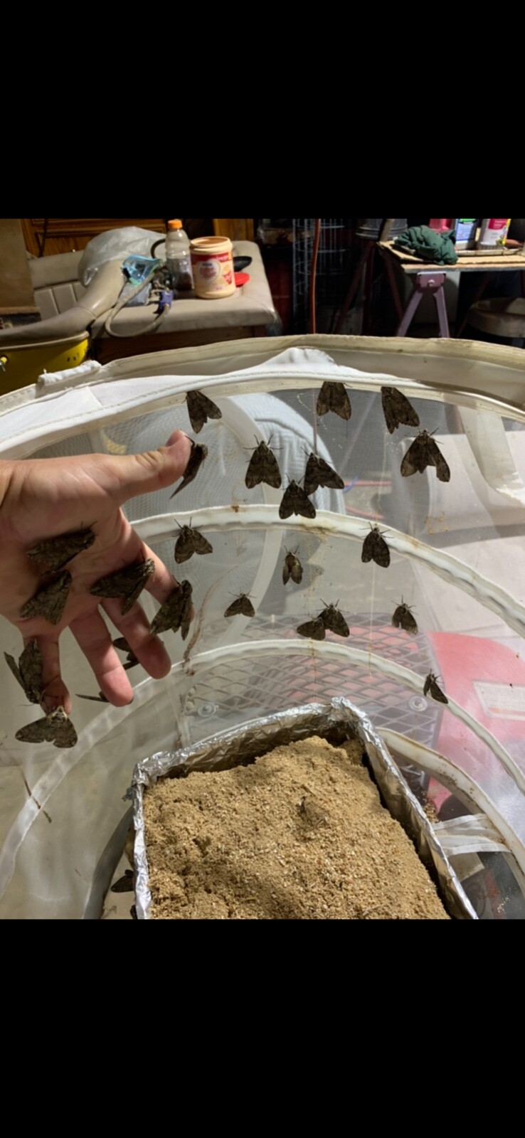 Catalpa, Southern Catalpa Tree Seeds, (For Raising Catalpa Worms) Catfish Candy