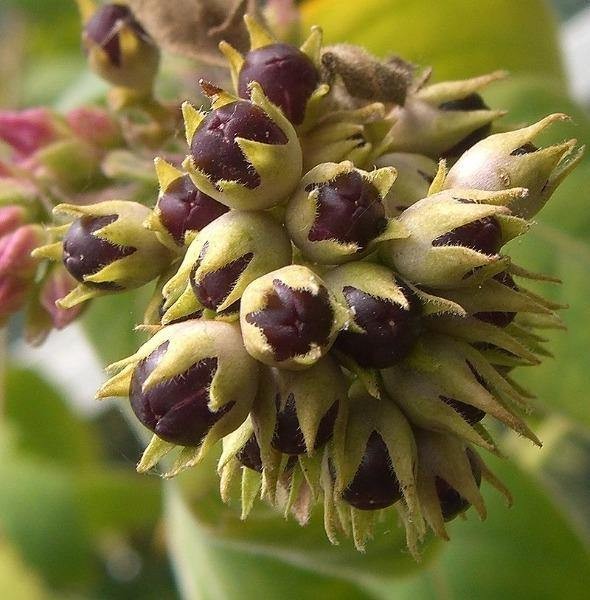 Cestrum elegans | Bastard Jasmine | Red Cestrum | 10 Seeds