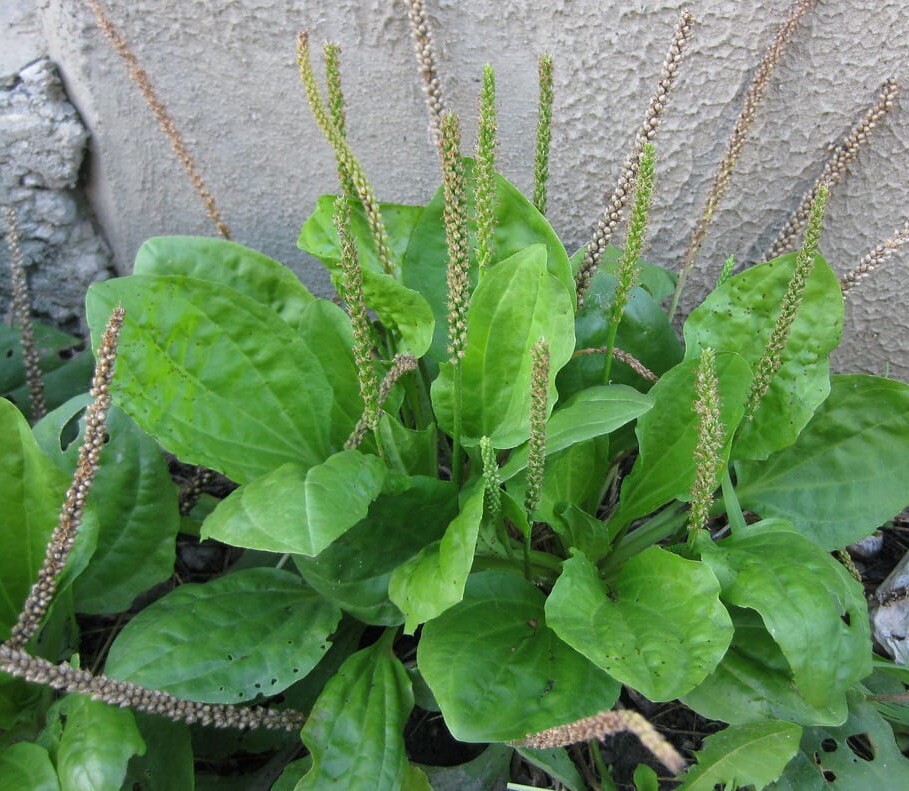 200+ Broadleaf Plantain Seeds Plantago Major Medicinal Plant Waybread Greater