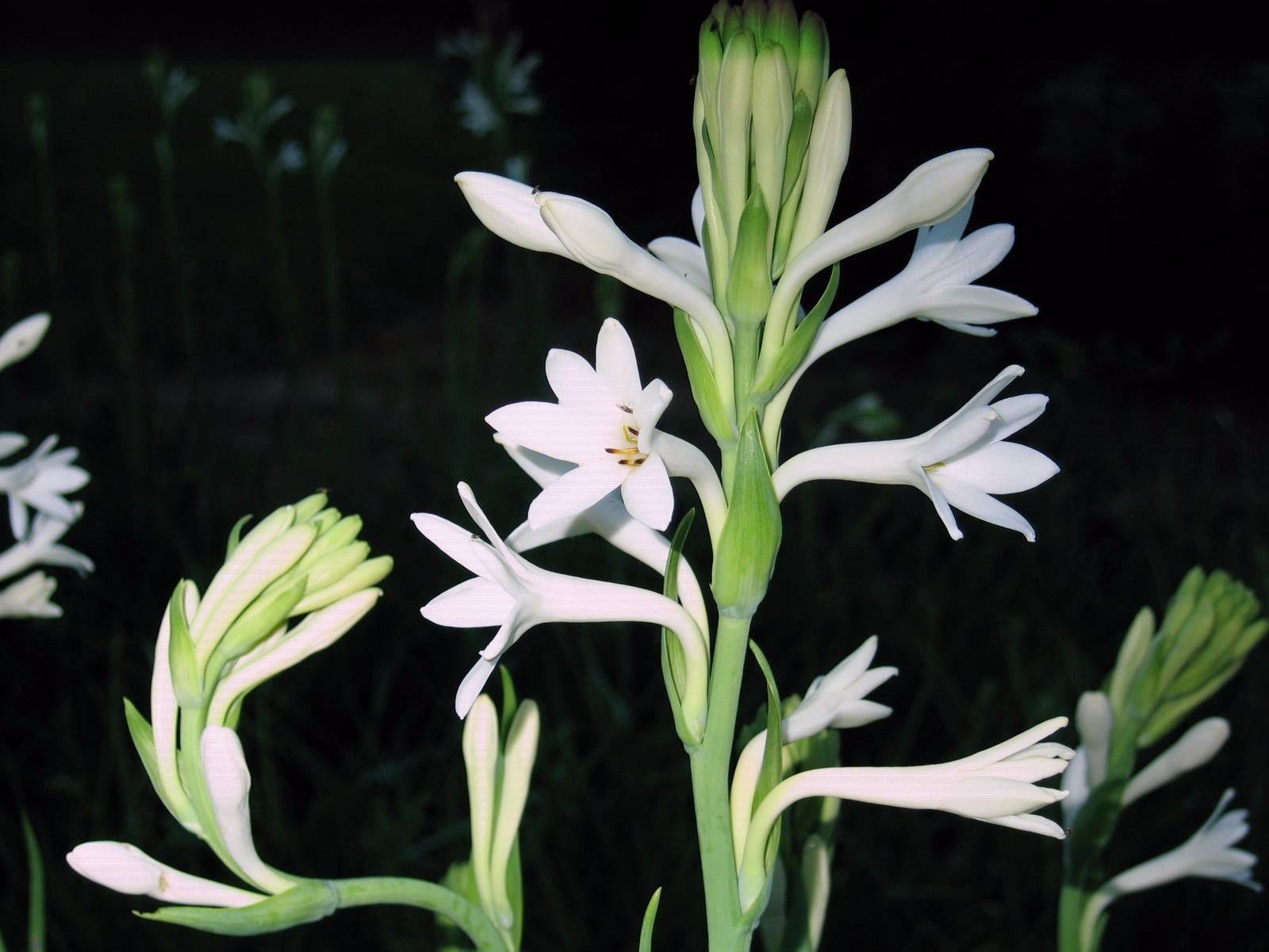 Tuberose large Bulbs single Mexican 3 bulbs FREGRANT – Polianthus