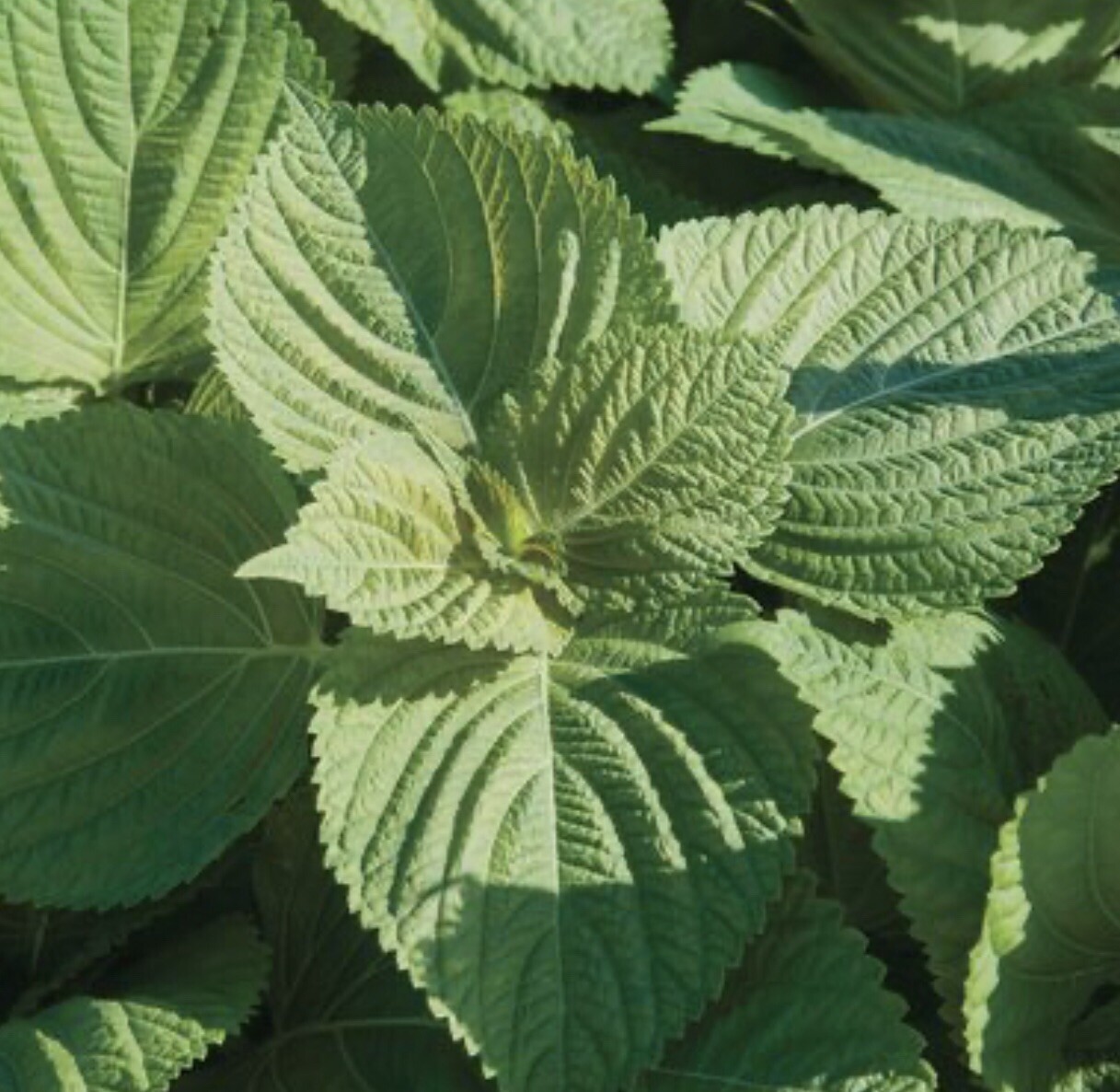 200+Green Shiso Seeds-Perilla/Beefsteak Plant-Korean Basil, NON-GMO-Open Pollina
