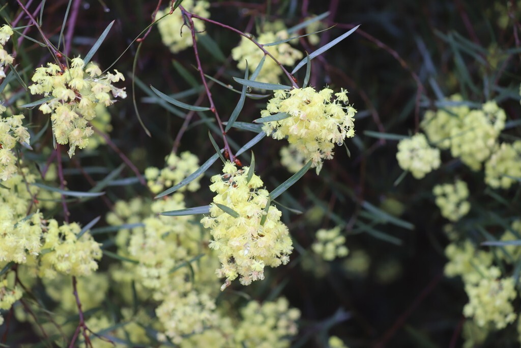 Acacia hemiteles Seeds – “Tan Wattle”