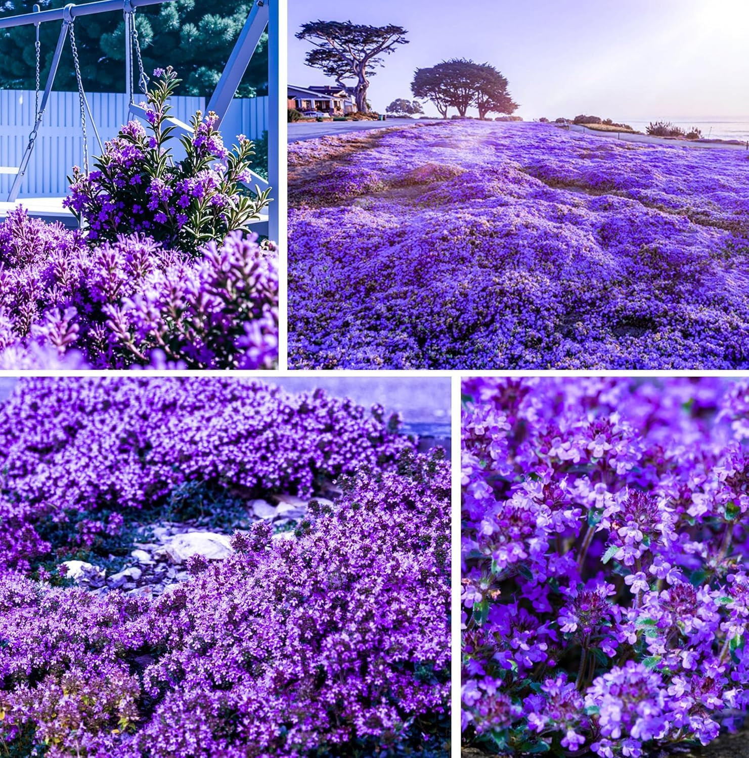20000+Creeping Thyme Seeds for Planting Outdoor-Heirloom Thymus Serpyllum