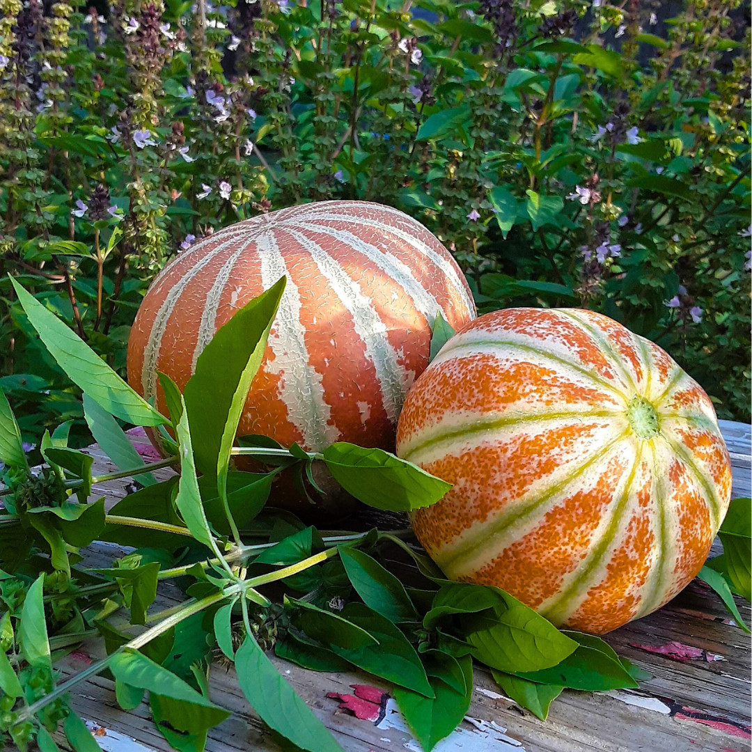 Fresh Kajari Melon Seeds | Dheli Melon | Heirloom Non-GMO | Fresh Fruit Seeds