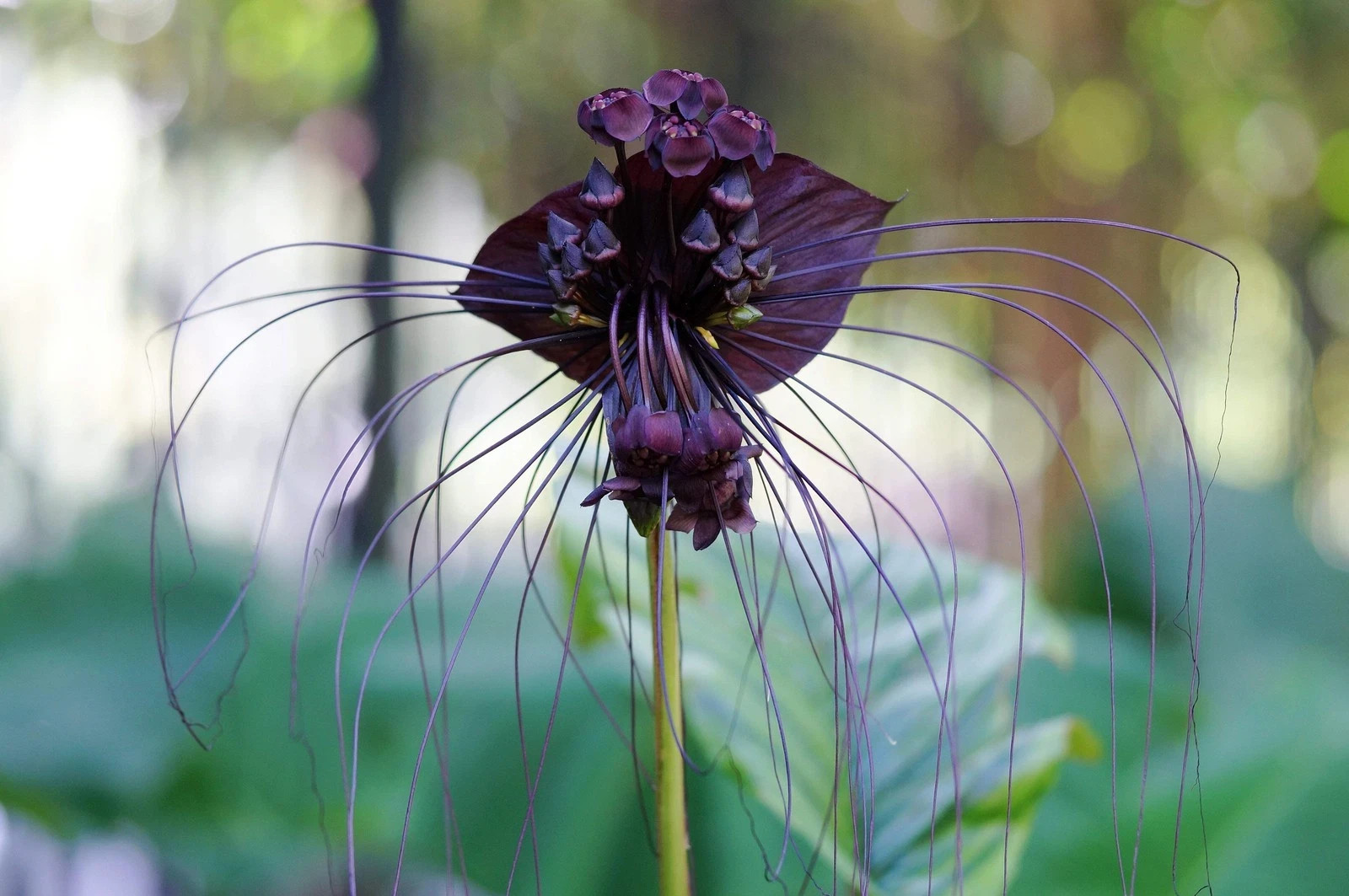 CATS WHISKERS Devil Flower ~ BLACK BAT SEEDS Tacca Chantrieri RARE