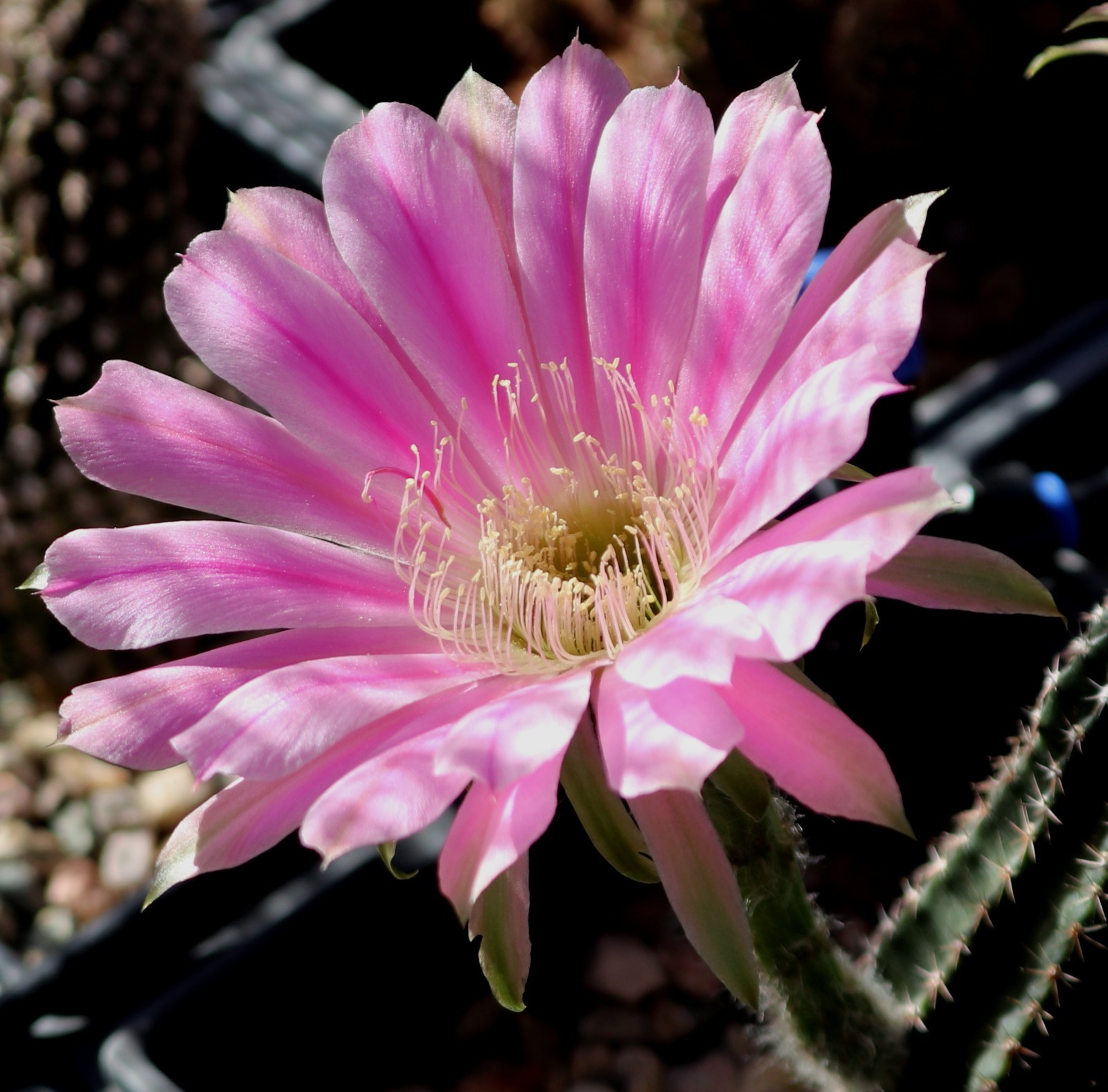 Schick hybrid ‘Flattycake’