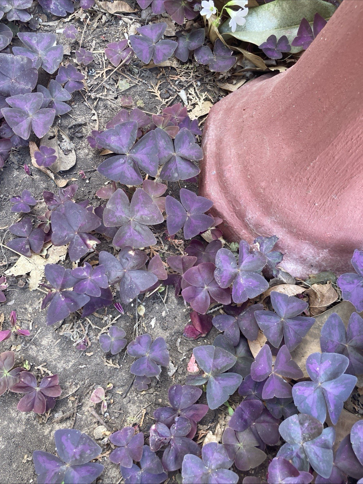 Oxalis Triangularis Purple shamrock rhizomes/bulbs