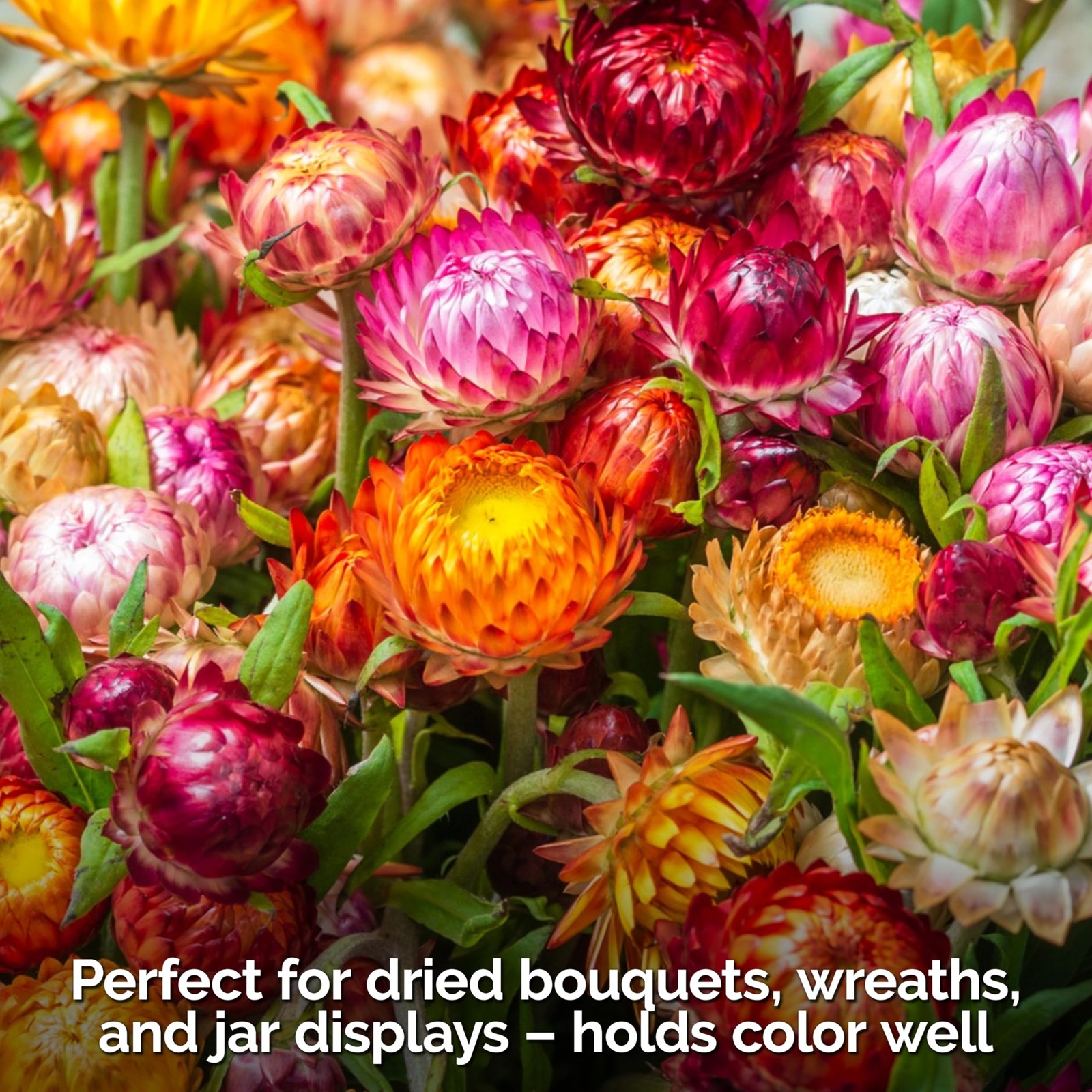 KVITER 3,000 Tall Mix Strawflower Seeds (Helichrysum Bracteatum), 2 Pack