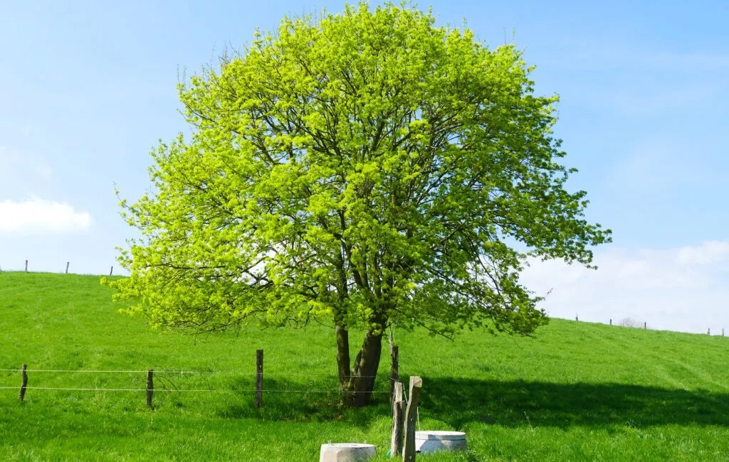 Field Maple Tree | Premium Seeds | Acer campestre ‘Summer’ | Plants’®