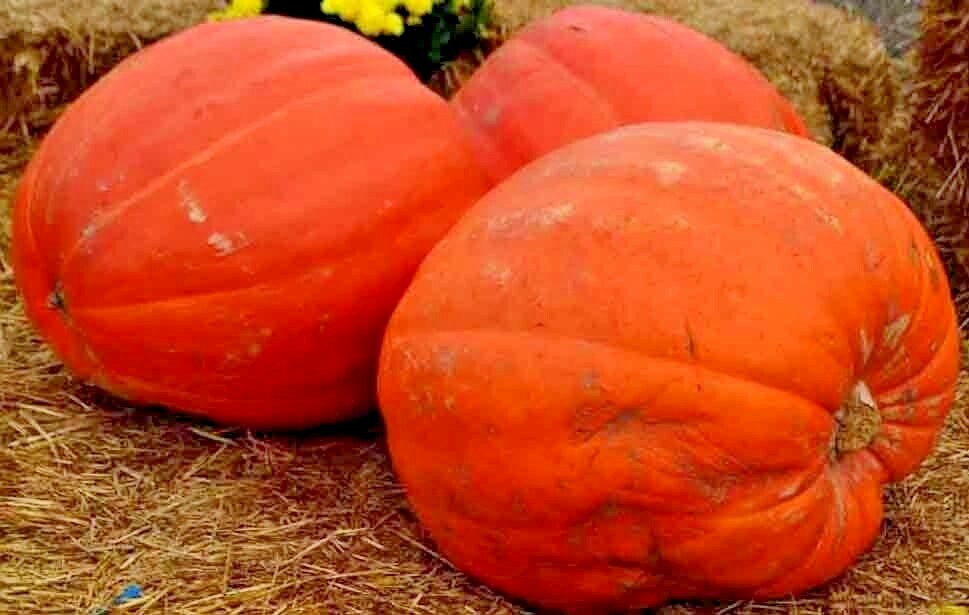 30 PUMPKIN BIG MAX SEEDS GIANT PRIZE WINNING GARDEN HEIRLOOM NON-GMO SQUASH USA