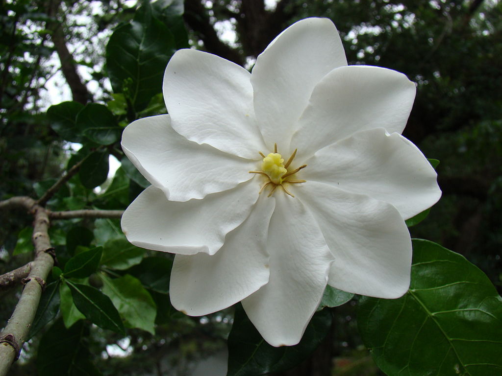 Gardenia Thunbergia 10 Seeds, Fragrant Wild Gardenia, Shrub Plants or Small Tree
