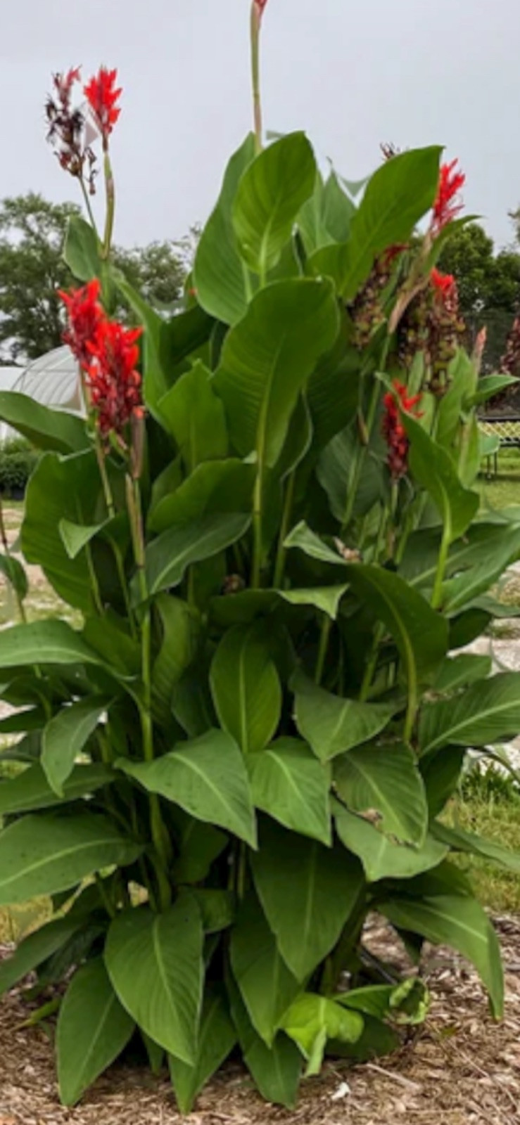 YOU GET 1LB! TROPICAL RED CANNA LILY BULBS (Grow In Any State) Already Flowering
