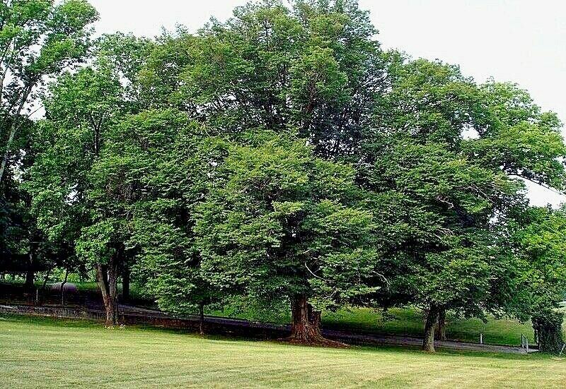 10 Japanese Grey Bark Elm (Zelkova serrata) Tree Seeds Bonsai Very FAST Growing!