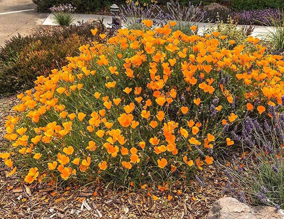 Poppy California Orange 500 – 5000 Seeds Wildflower wild drought tolerant native