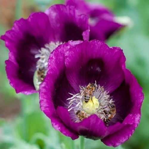 1,500 – 5,000 Stratified Lauren Springer’s Grape Papaever Somniferum Poppy Seeds