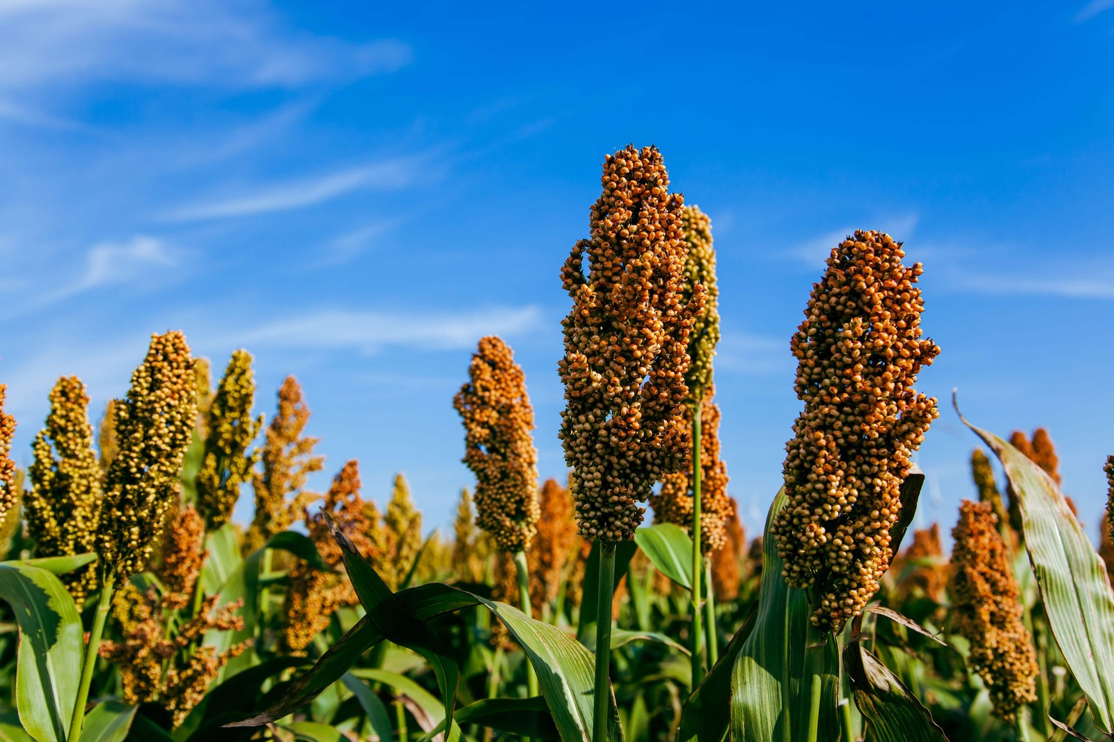 100 DALE SORGHUM Bicolor Syrup Flour Grain Vegetable Seeds