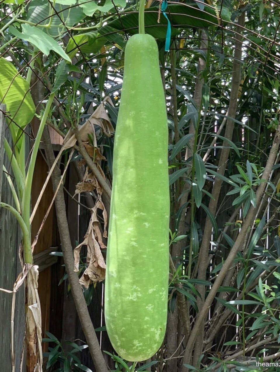20 x Big Long Bottle Gourd Stars Seeds – Bầu sao lai F1- Non-GMO