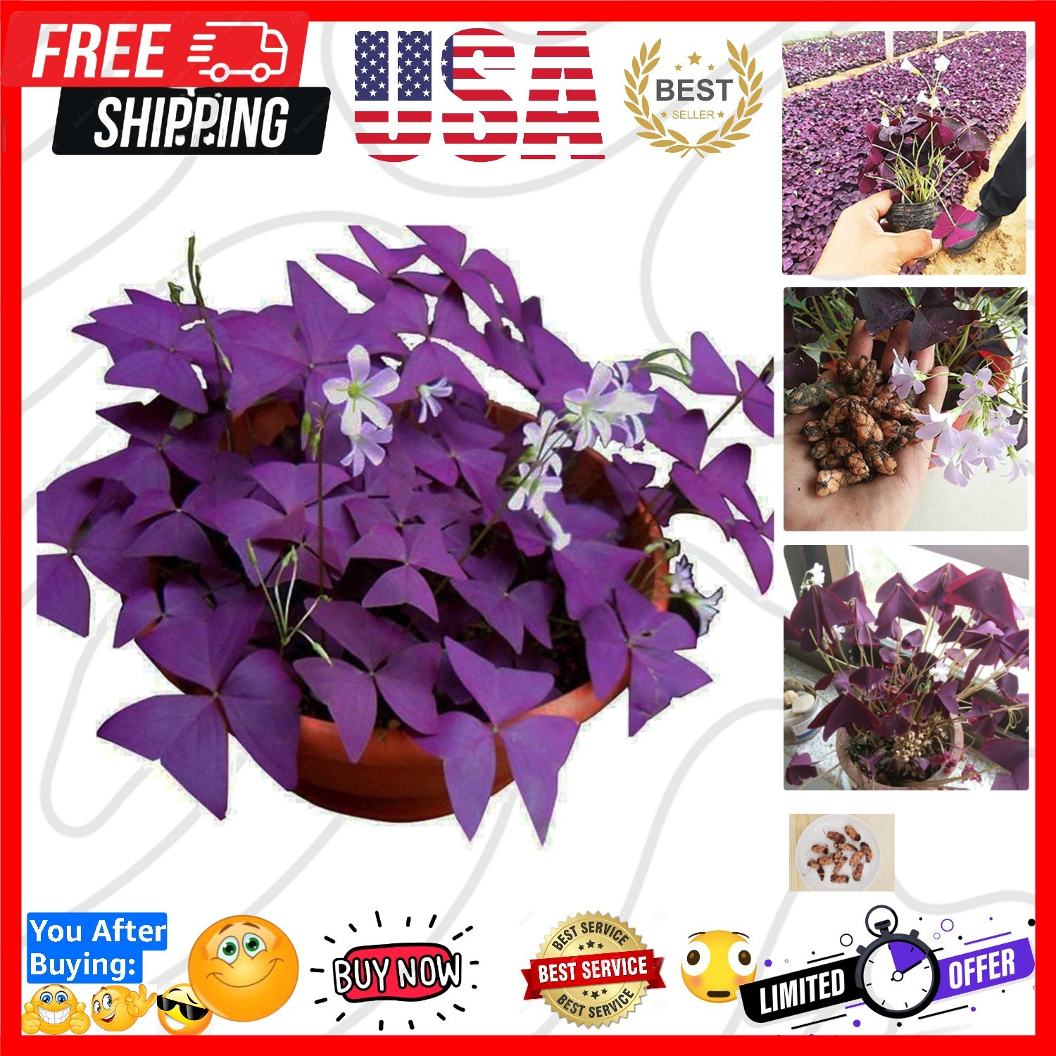 Oxalis Triangularis 10 Bulbs – Purple Shamrocks Lucky Lovely Flowers Bulbs Gr…
