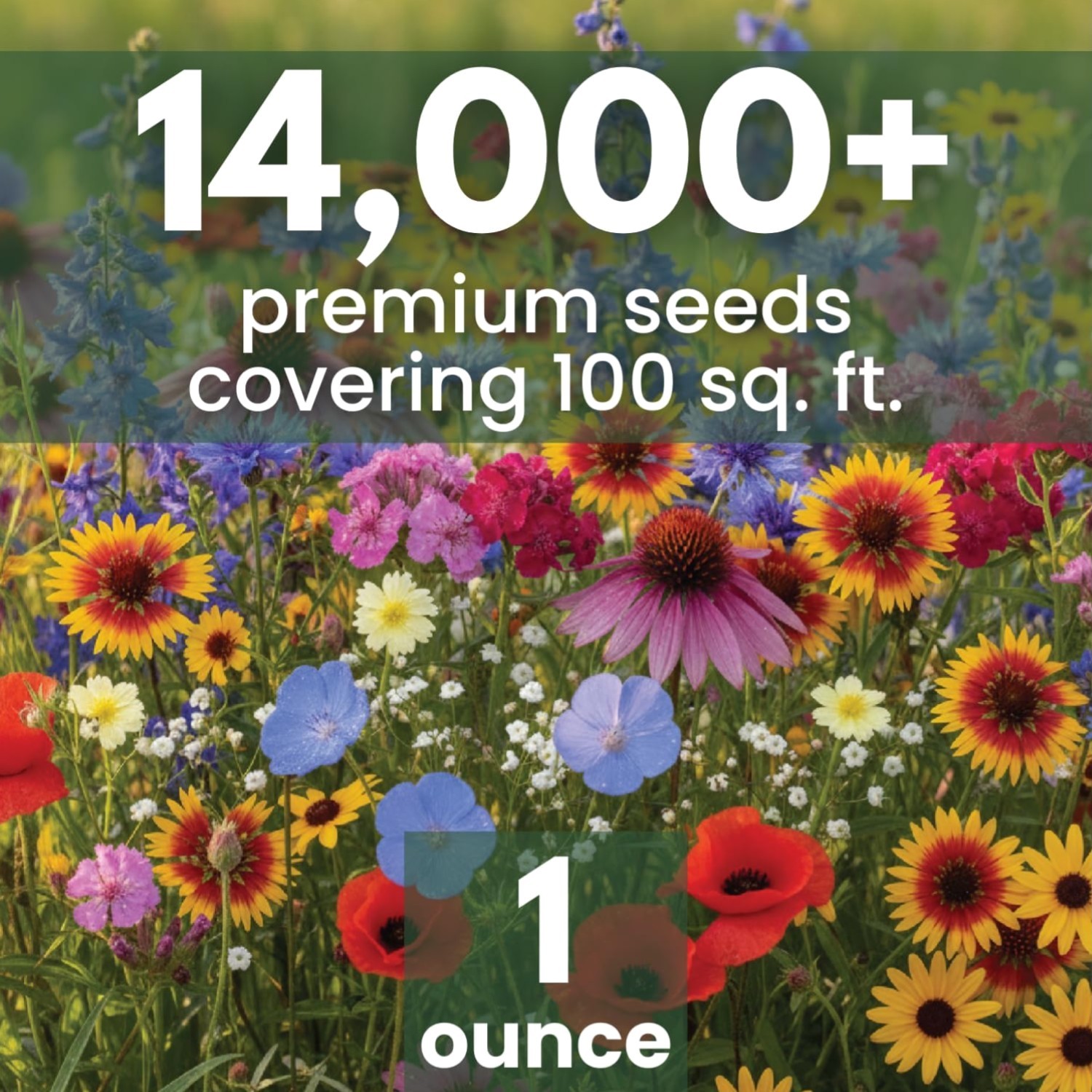 Midwest Regional Mix – 14,000 Seeds for Planting – 2026 Season – 1 Ounce Pouch