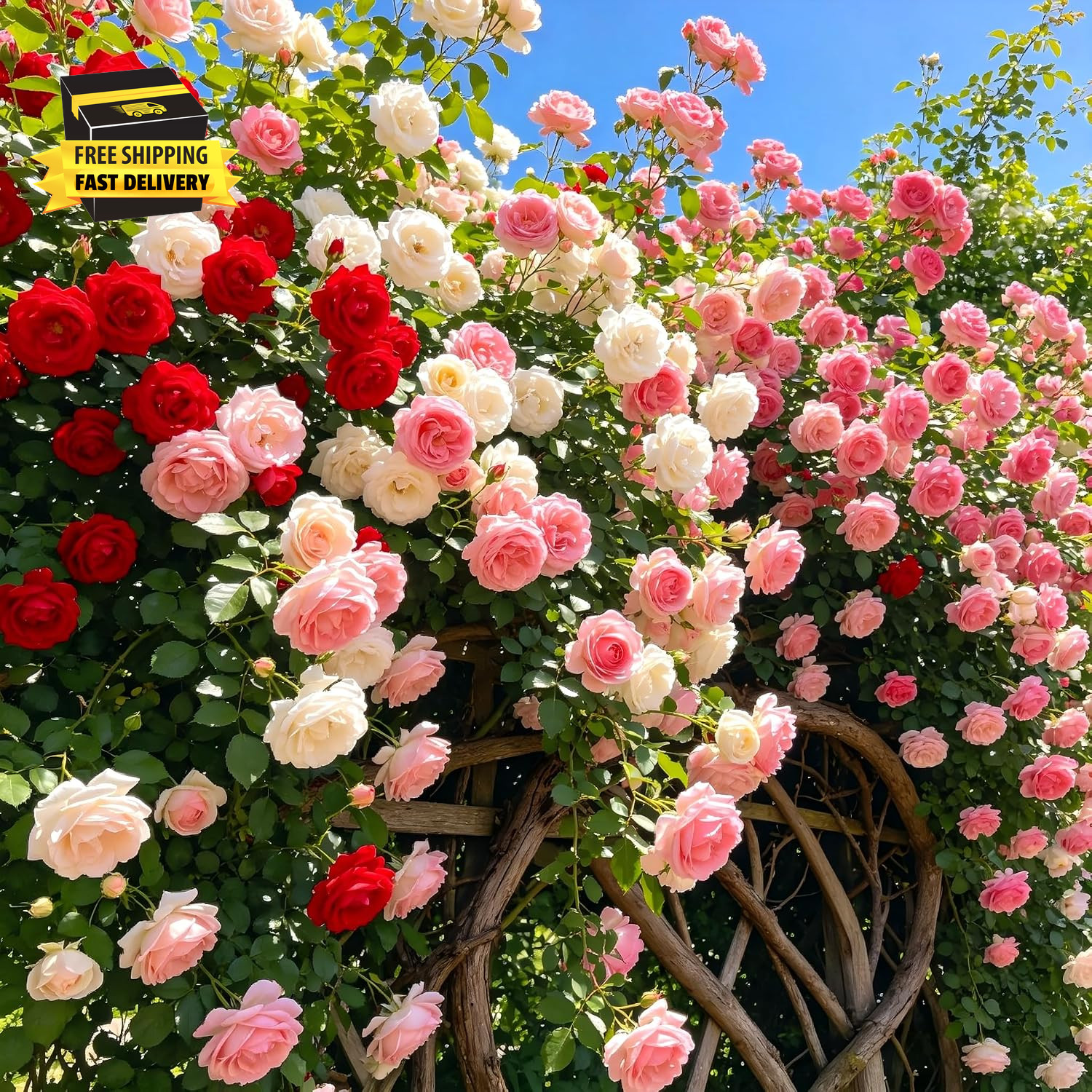 Carpetc 250+ Mixed Climbing Rose Seeds for Planting, Rosa Hybrid Rambling Vine w