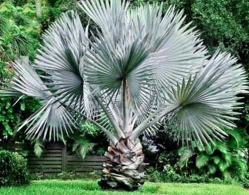 Mexican Blue Hesper Palm Tree Seeds ~ Brahea Armata ~ Mexican Blue Palm Tree ~