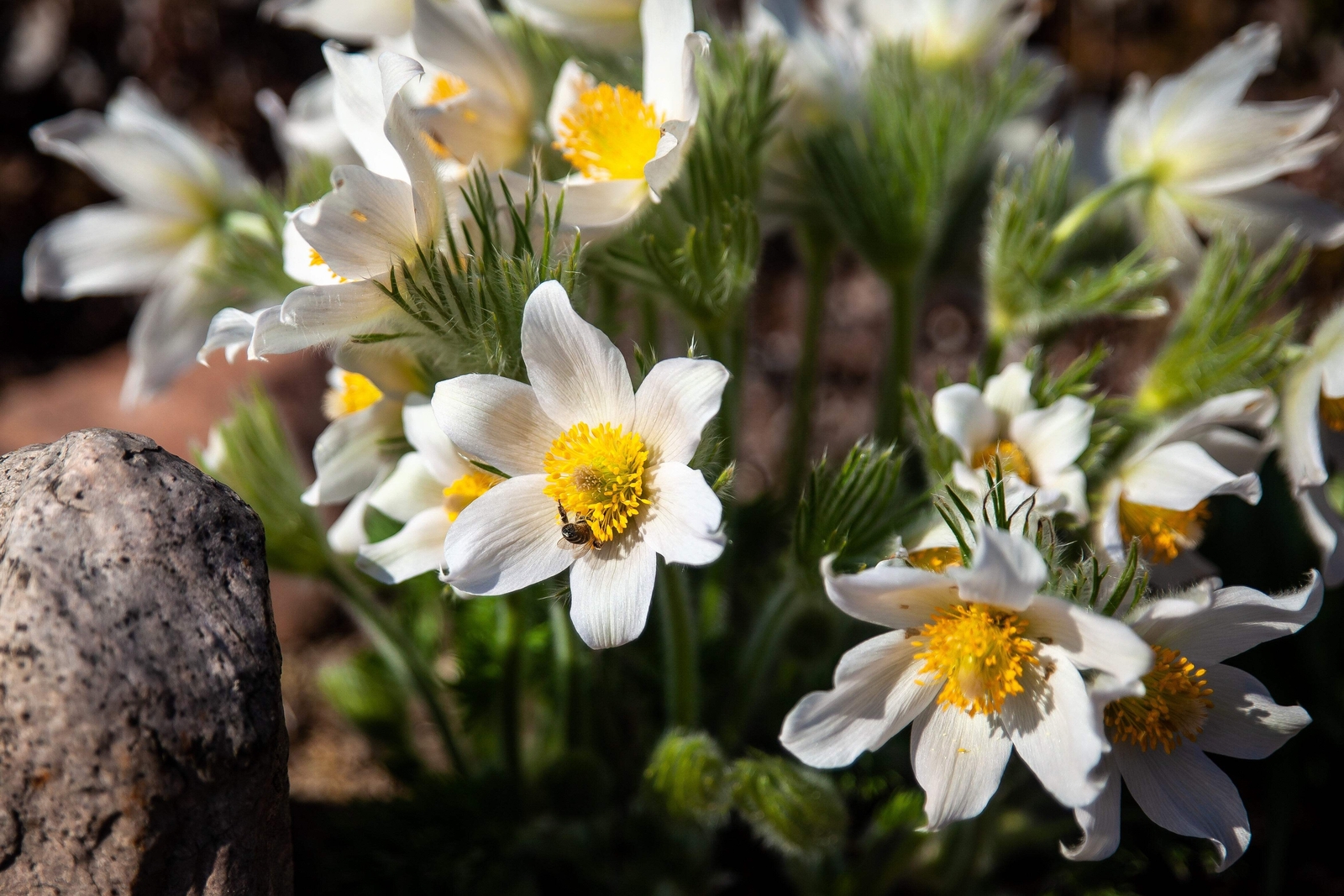 25 WHITE ANEMONE Pulsatilla Vulgaris Purple PASQUE FLOWER Seeds *Flat S/H