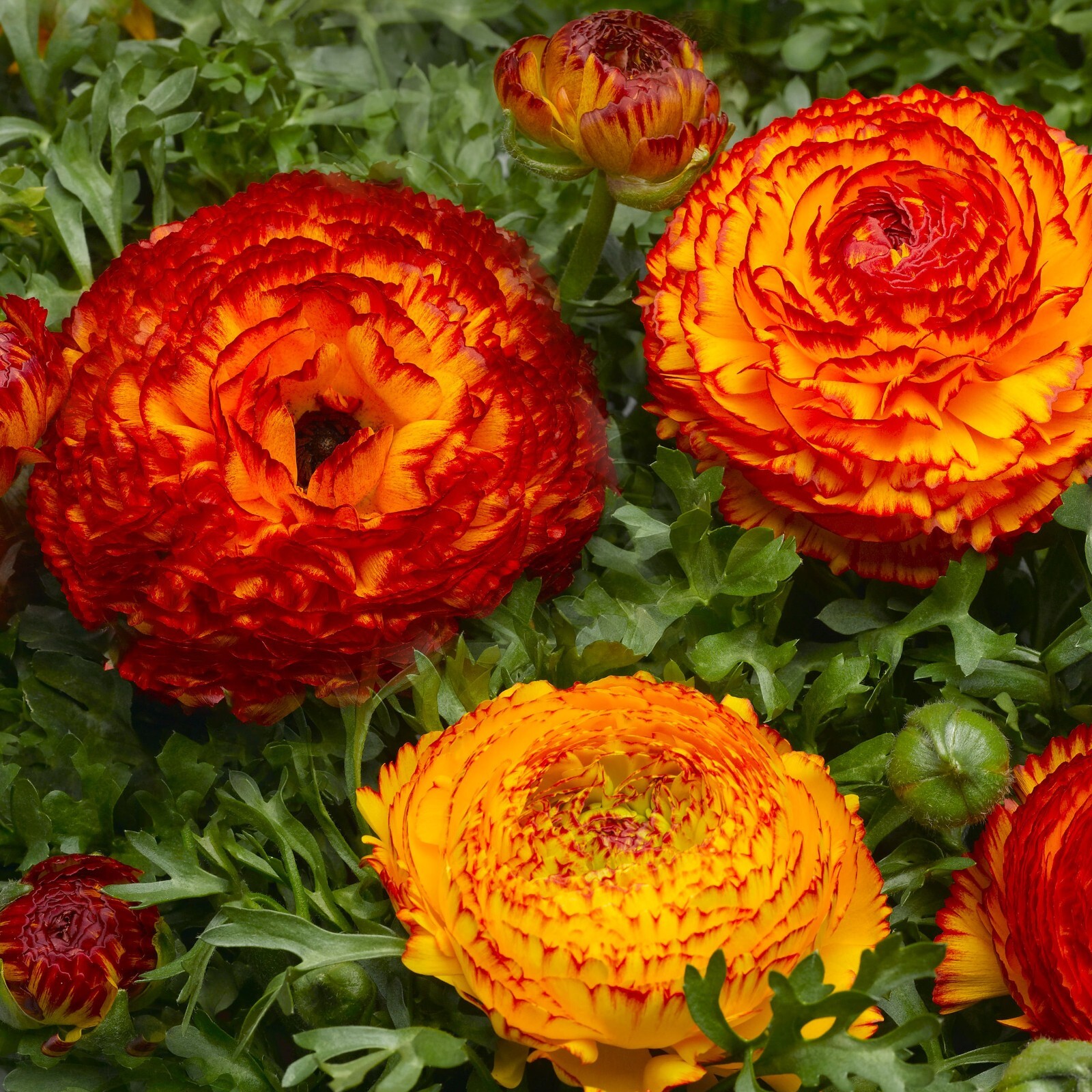 25 Ranunculus Seeds Ranunculus Bloomingdale Fire