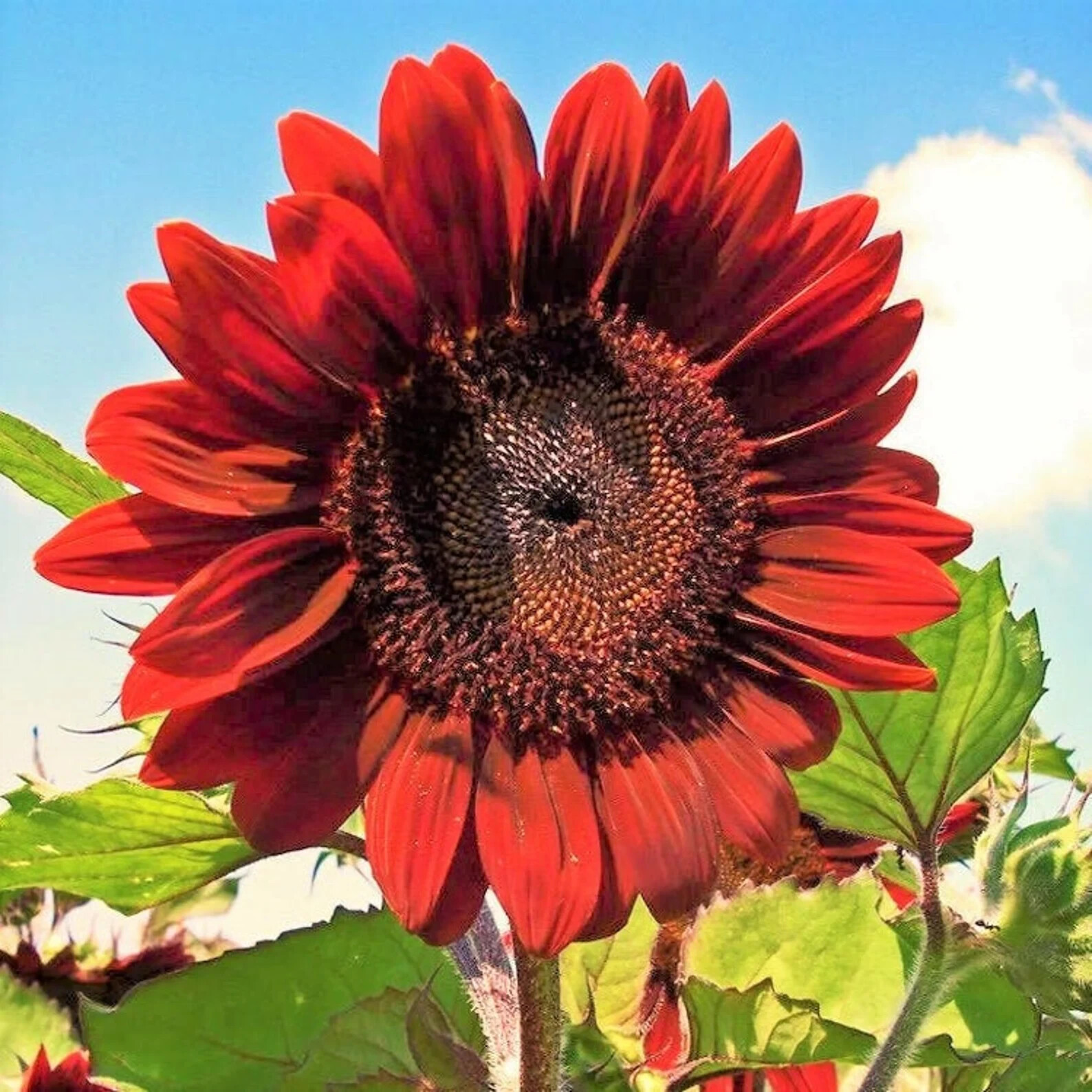 50pcs/Pack 10 Species Mix Variety Pack Sunflower Seeds Unique and Varied Garden