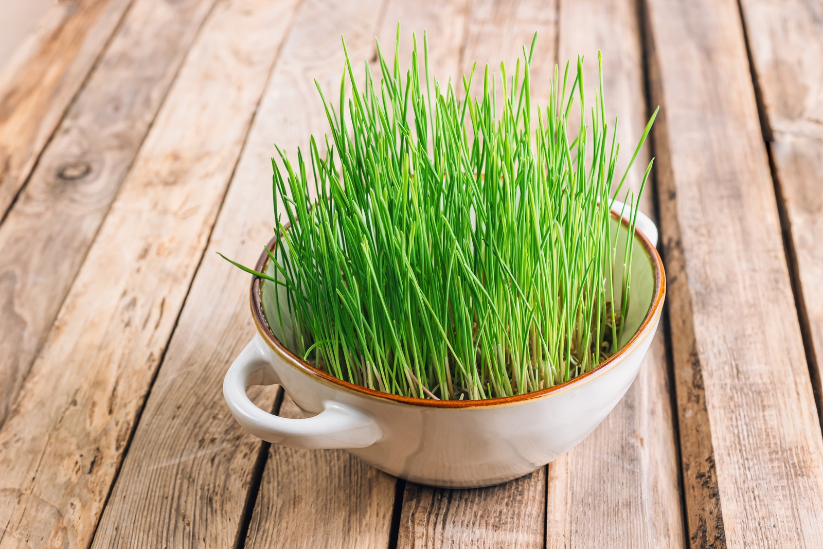 500 Organic CAT GRASS WHEAT Grass Pet Grass Wheatgrass Triticum Aestivum Seeds