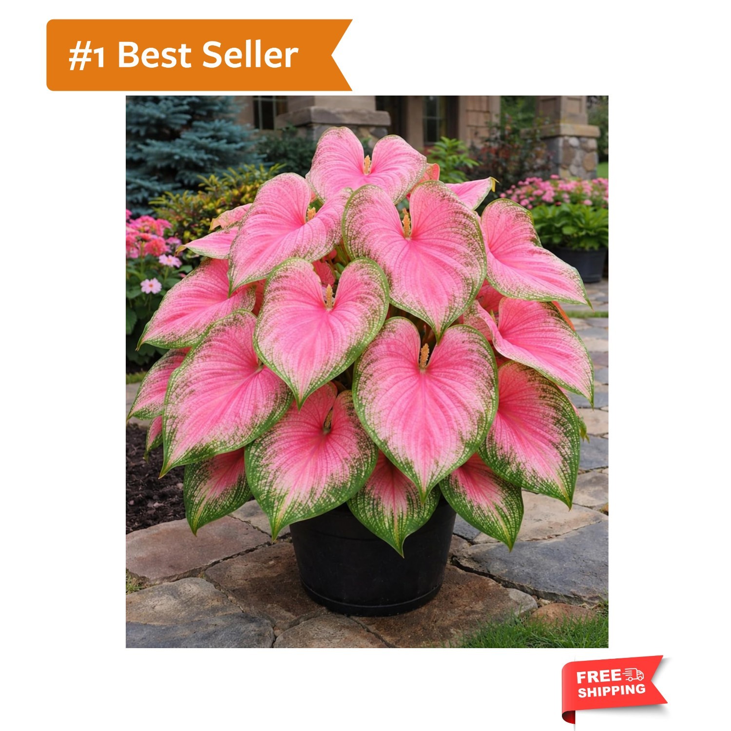 Vibrant Pink & Green Caladium Bulbs – Perfect for Shades, 6 Easy-Grow Bulbs