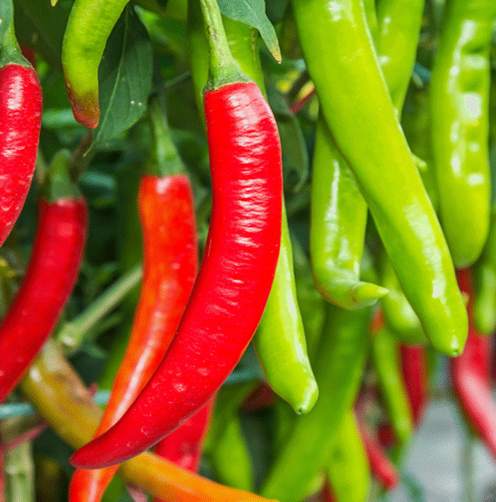 Large Red Thick Cayenne Pepper Seeds | USA Hot Chili Chile Vegetable Seed 2024