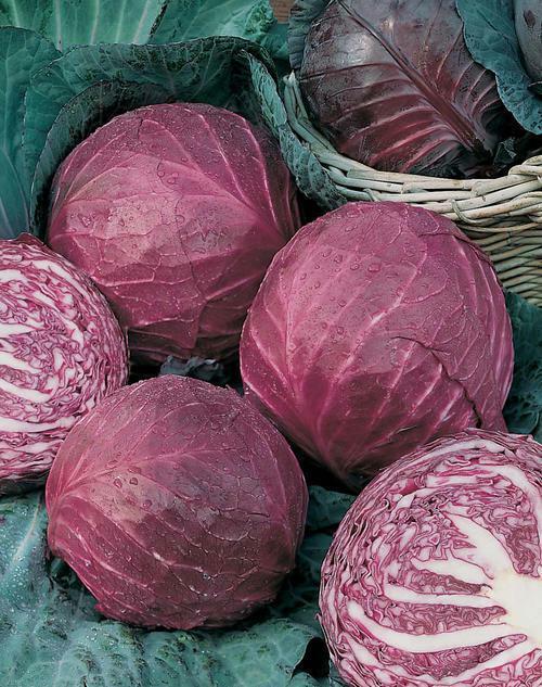 250 RED ACRE CABBAGE SEEDS NON – GMO FRESH GARDEN HARVEST