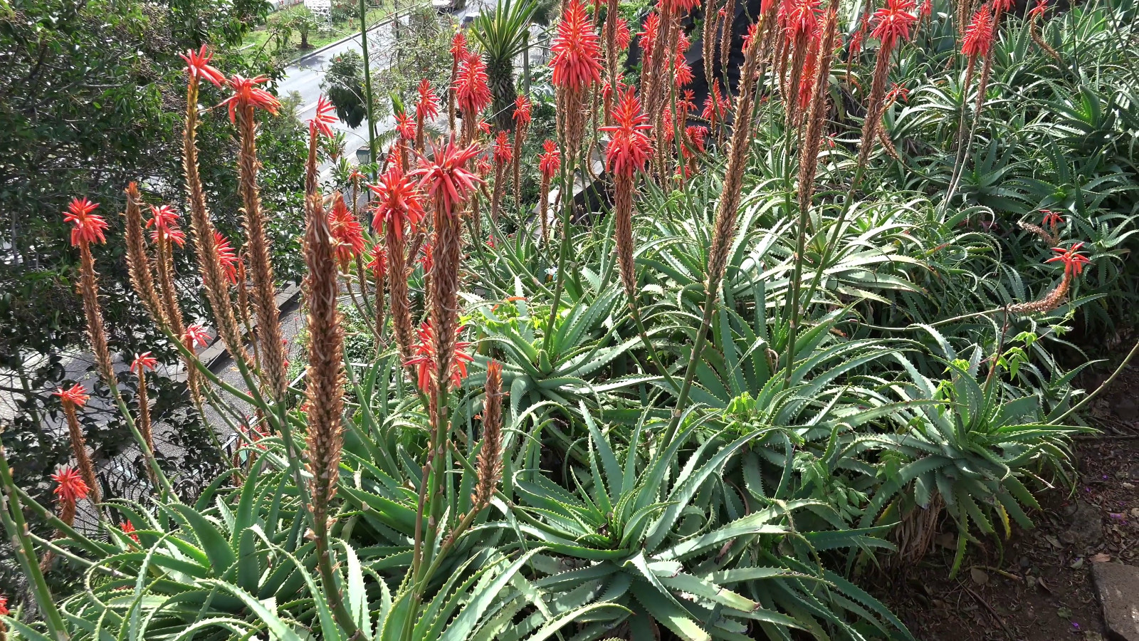 3 Aloe Vera Starter Plant -Rooted Succulent hardy zone 9-11 or Houseplant